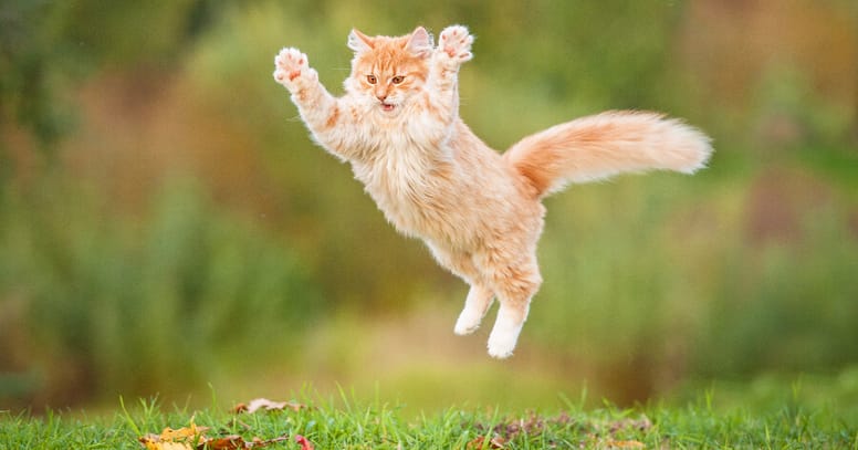gato saltando