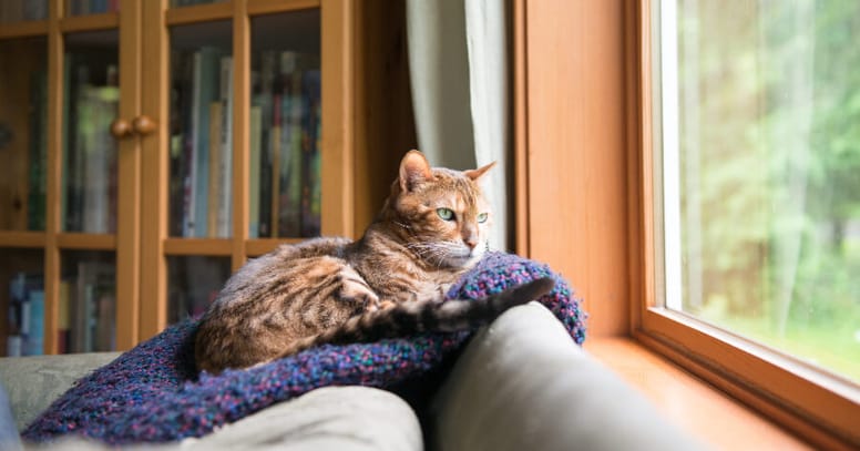 gato viendo por la ventana