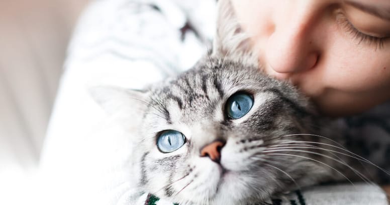 beso gato gris