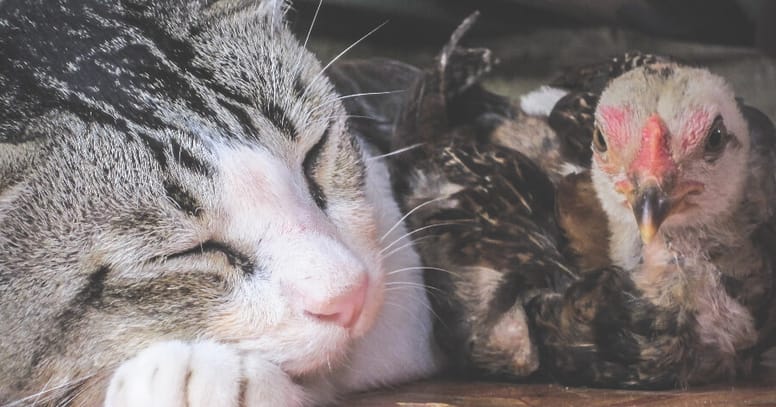 gato y pollo