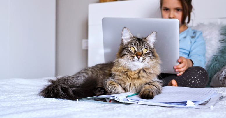gato con cuaderno y lápiz