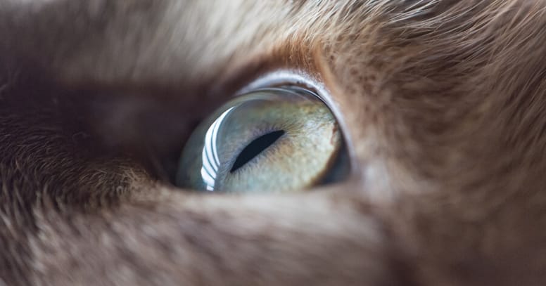 ojo de gato closeup