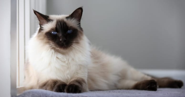 gato balinés
