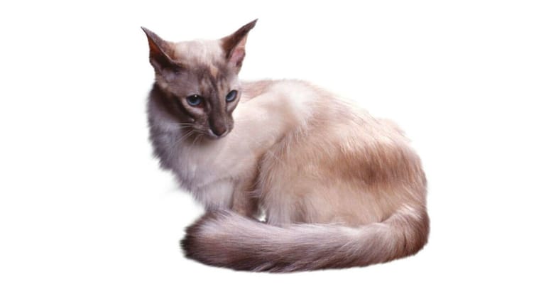 gato javanés