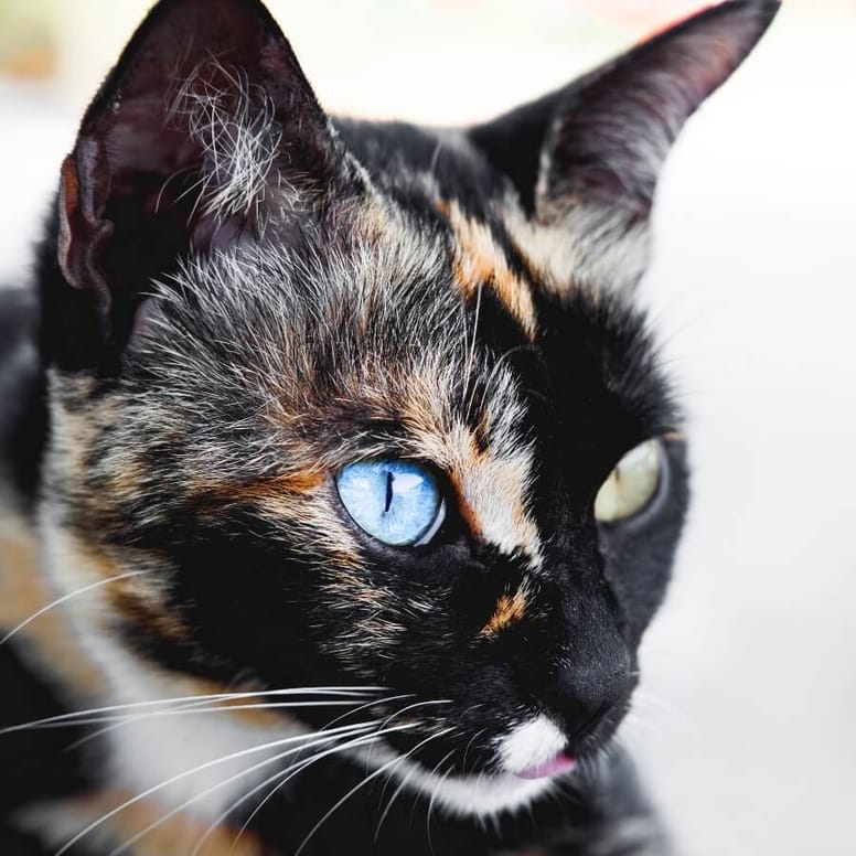 gata calico heterocromia