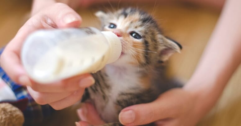 gatito toma biberon