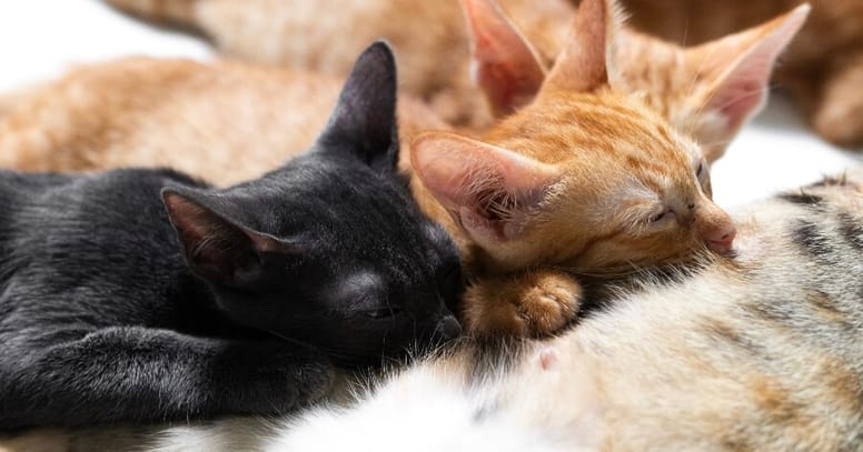 gatitos lactando