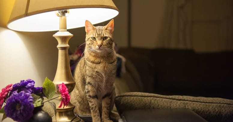gato en la noche