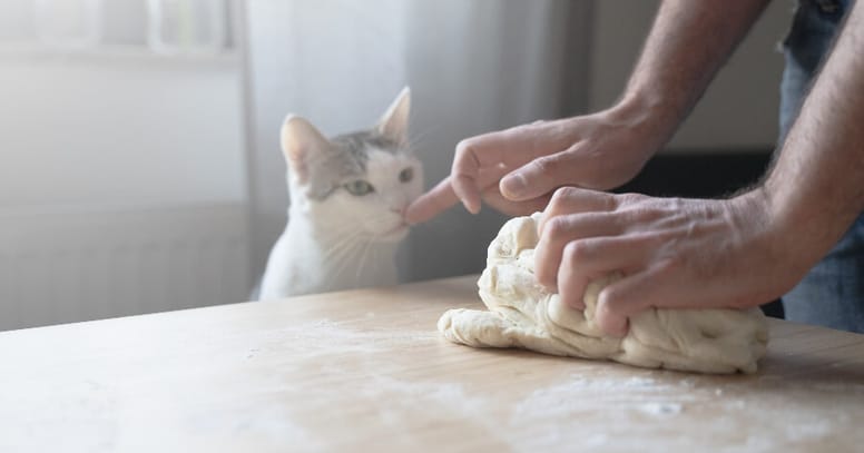 gato masa de pan cruda