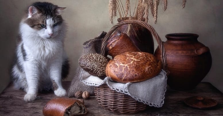gato pan trigo