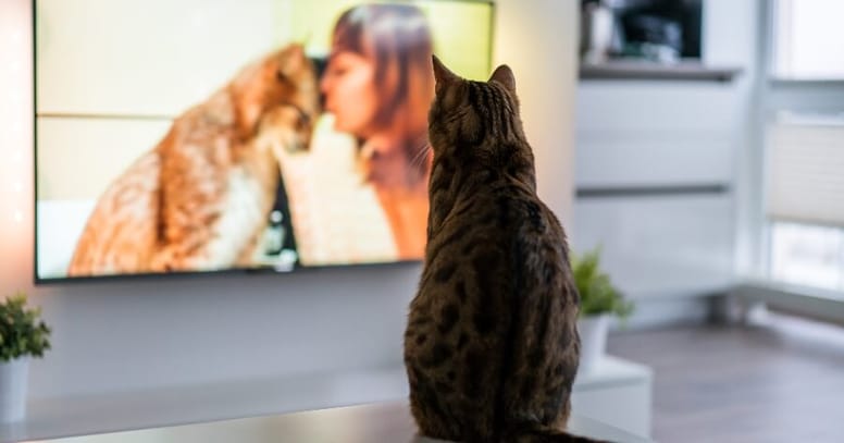 gato viendo tele