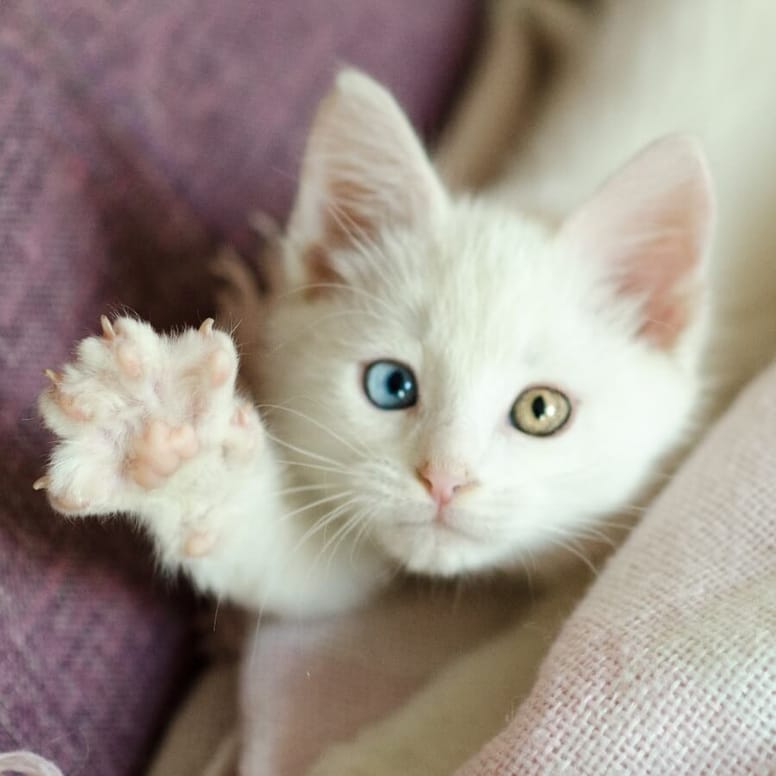 gato ojos diferente color
