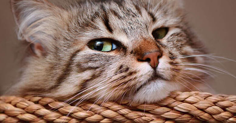 bigotes del gato