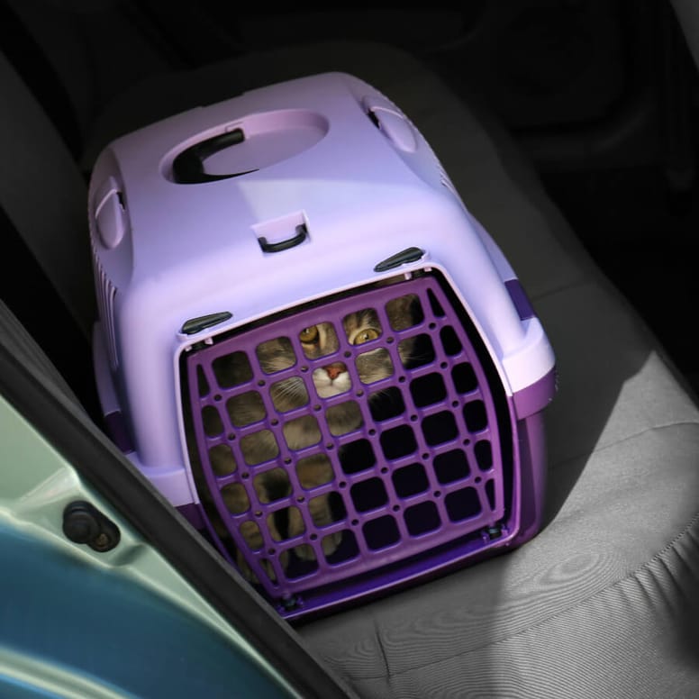 gato en transpotadora