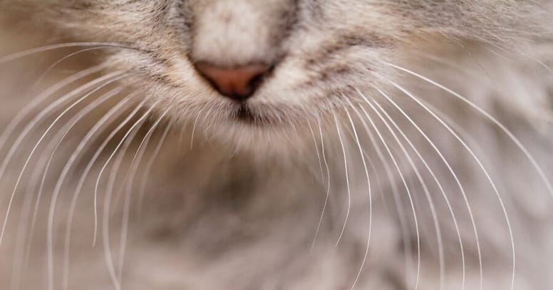 vibrisias del gato