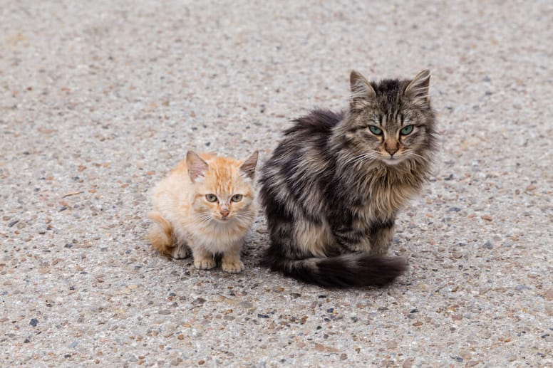gatitos callejeros