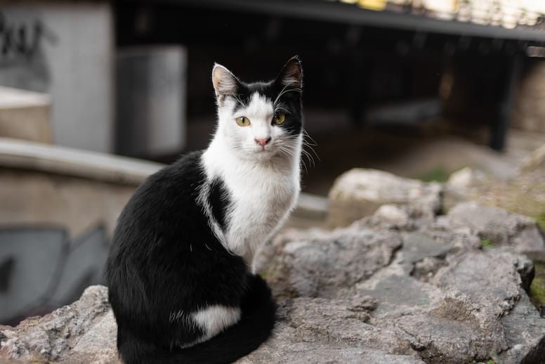 gato blanco y negro