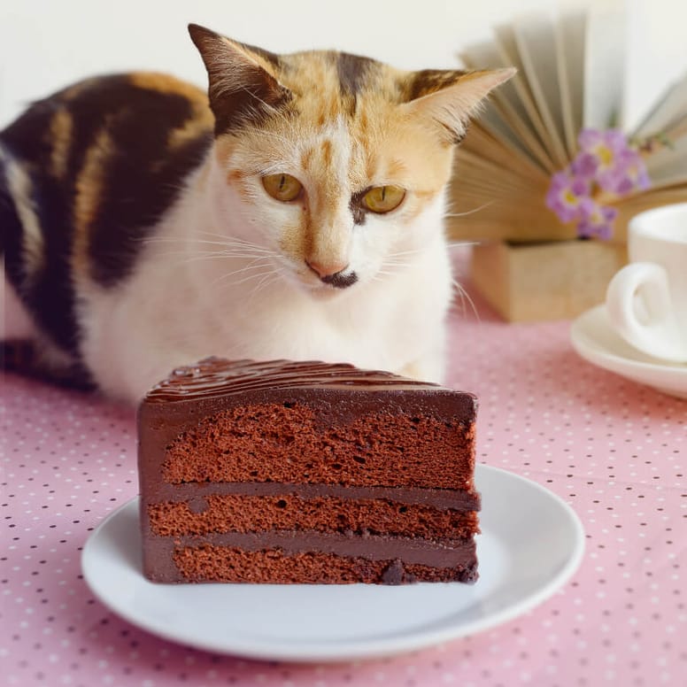 gato comiendo pastel de chocolate