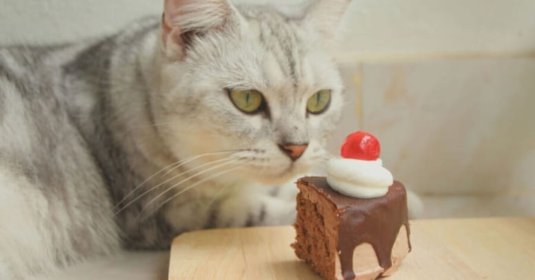 gato come pastel con cereza
