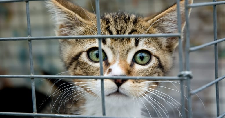 gato adopción
