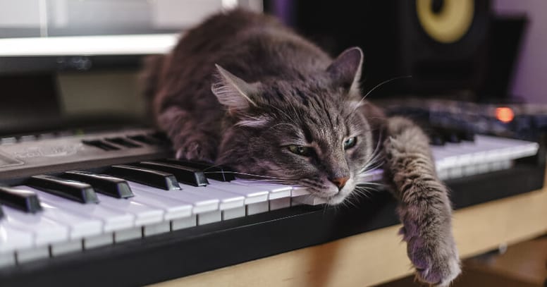 gato toca piano