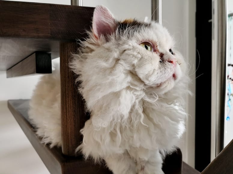 gato de pelo chino blanco