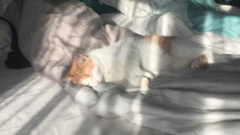 gato durmiendo en la cama