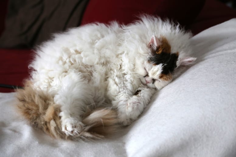 gato de pelo chino durmiendo