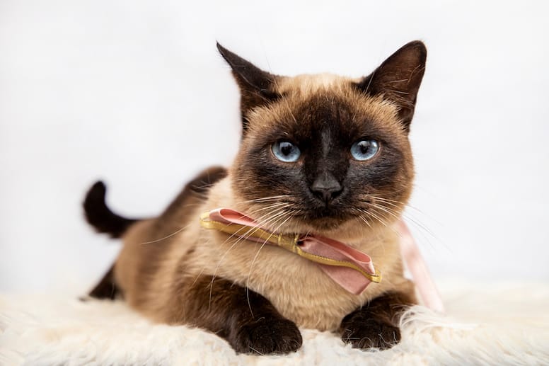gato siamés elegante