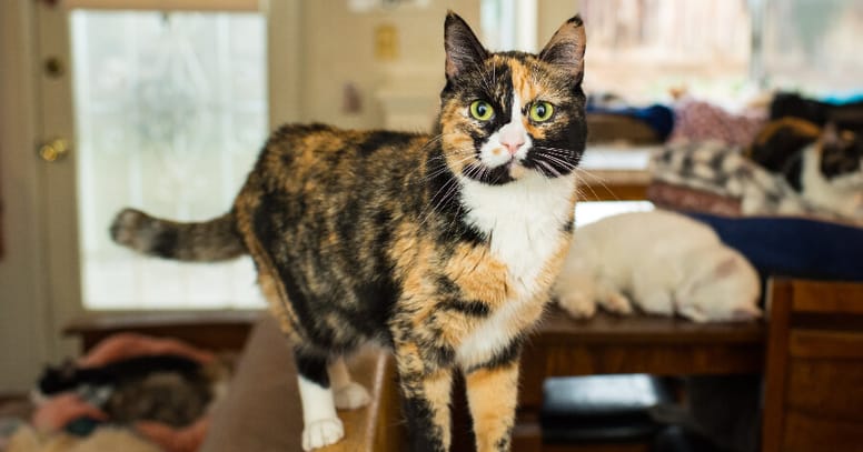 gatto calico a casa