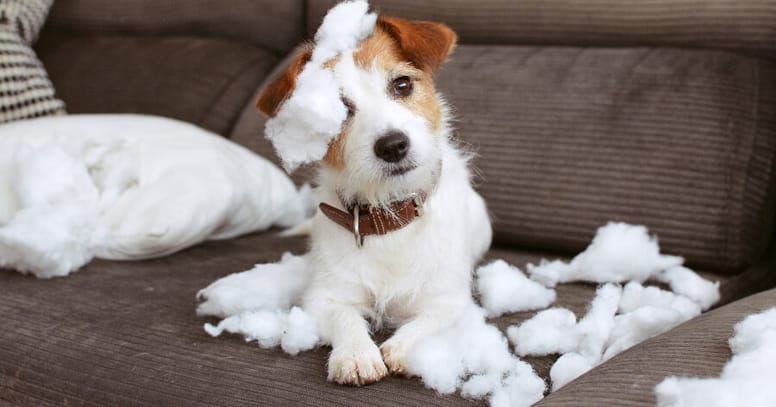perro destruye sillón