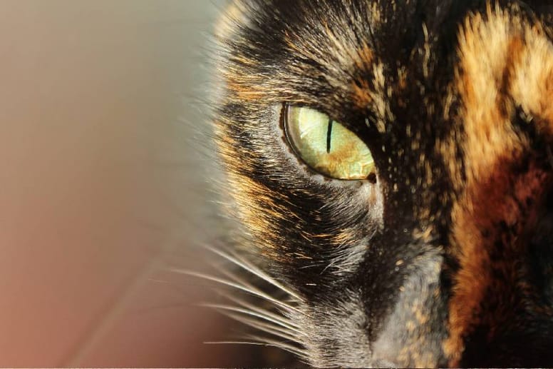 Gatos carey son misteriosos