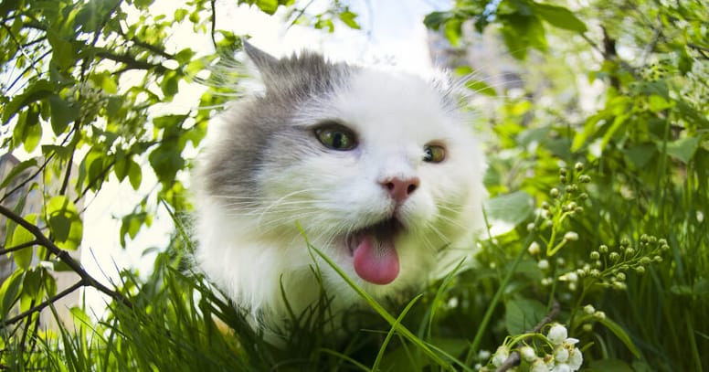 gato acalorado en el jardín