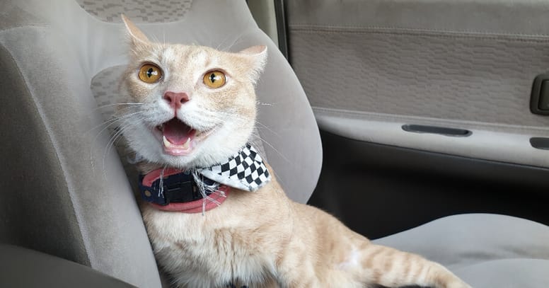 gato acalorado coche