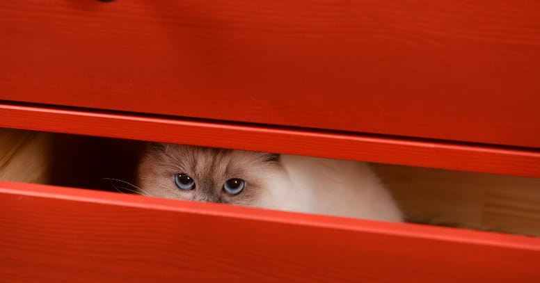 gato escondido cajón