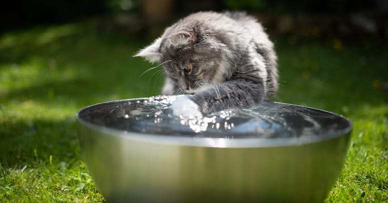 gato jugando con agua golpe de calor
