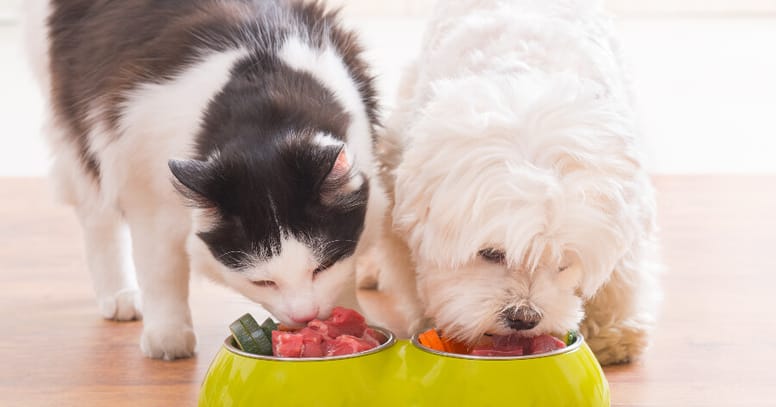 perro y gato comiendo