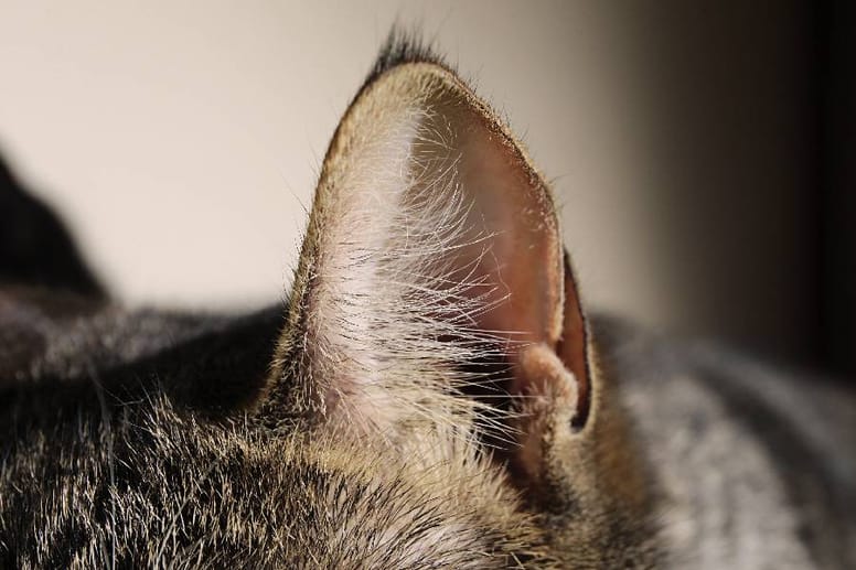 oreja de gato