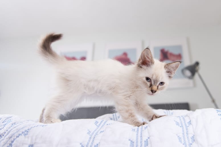 gatos amasan sin parar