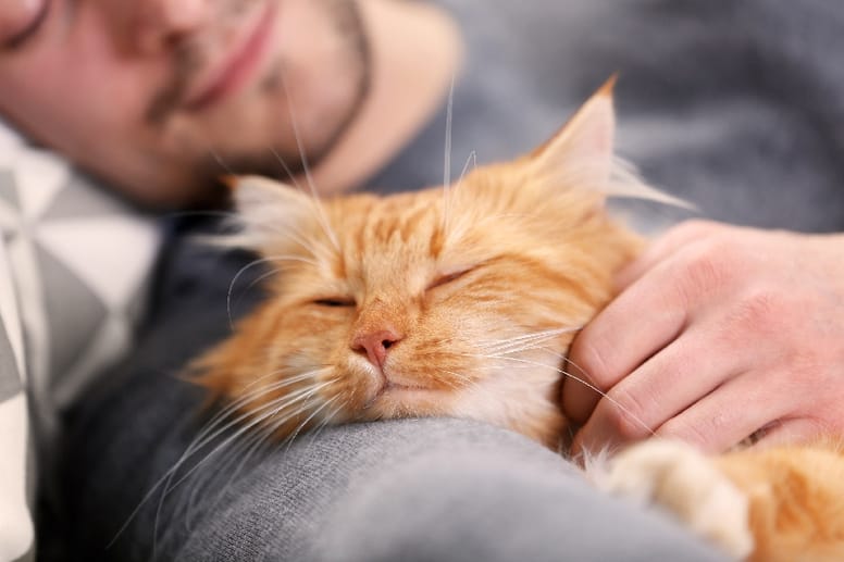el gato te dice te quiero amasandote