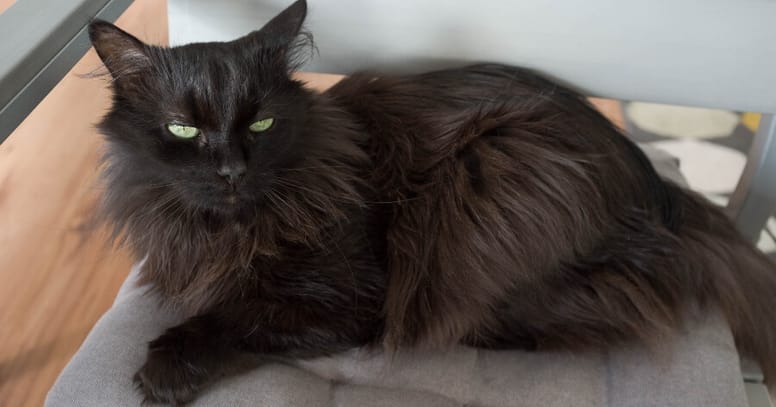 gato angora turco negro