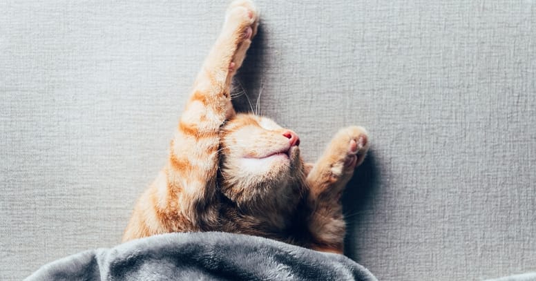 gato adorable durmiendo