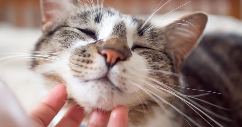 beneficios de acariciar un gato