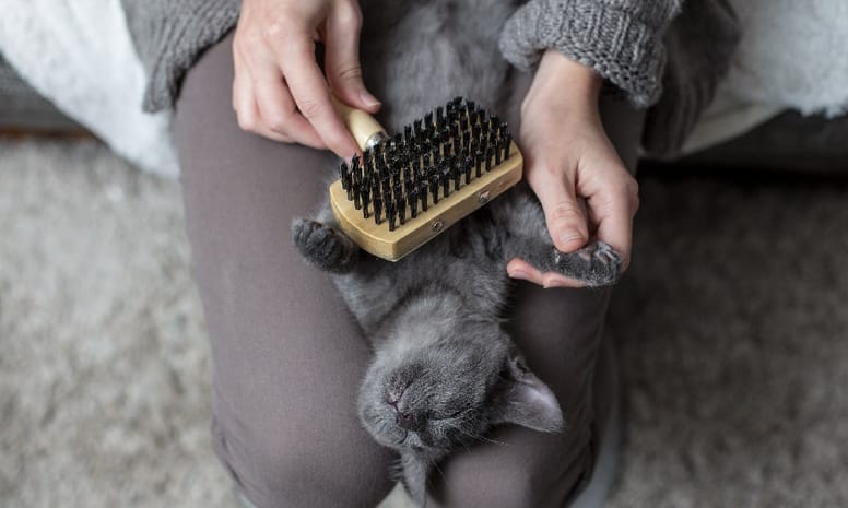 cepillar gato gris