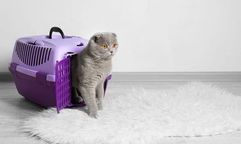 gato saliendo de transportadora