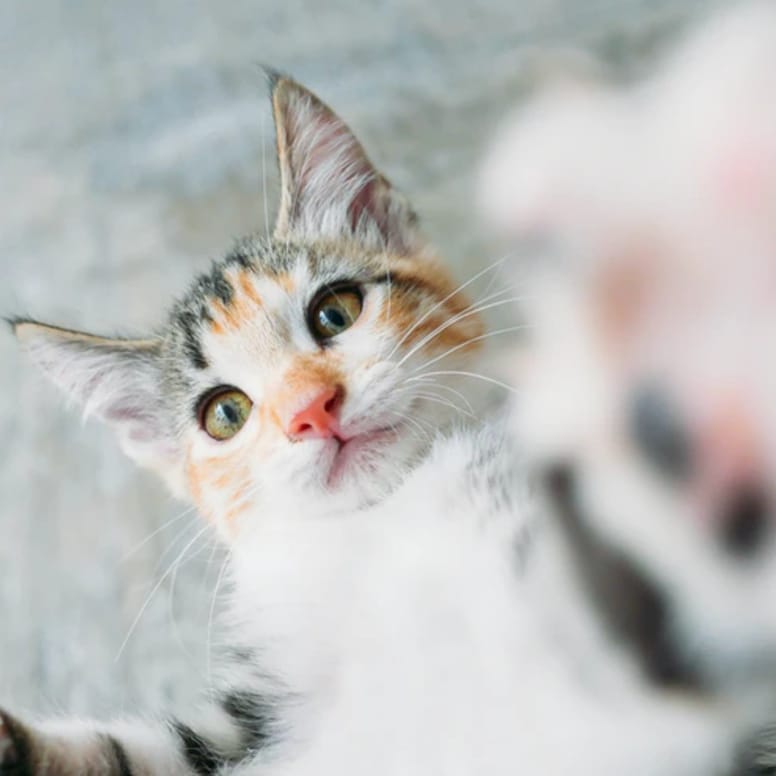 gato criollo caracteristica