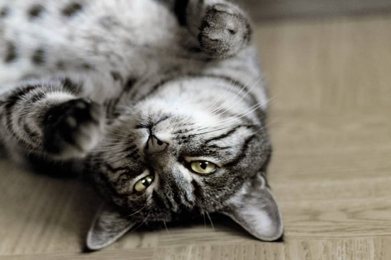 los gatos necesitan rutinas