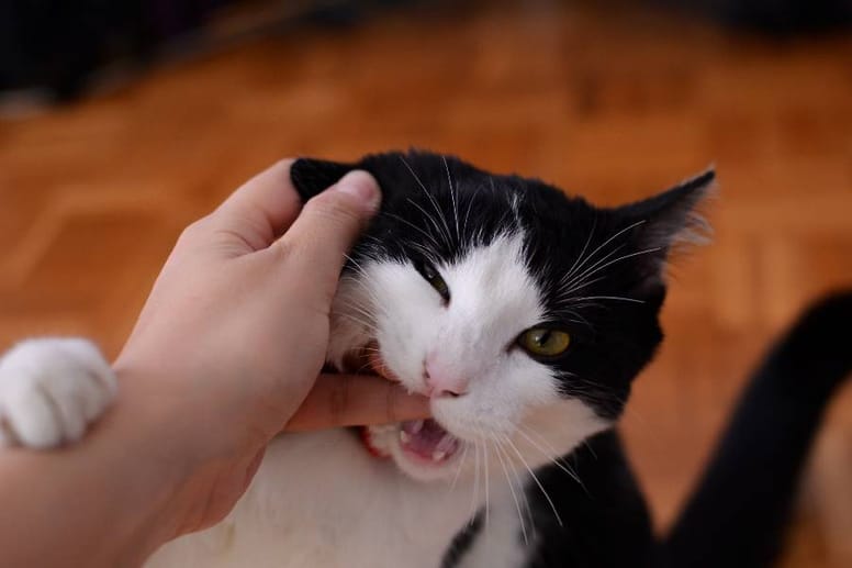 no jueges con las manos y tu gato