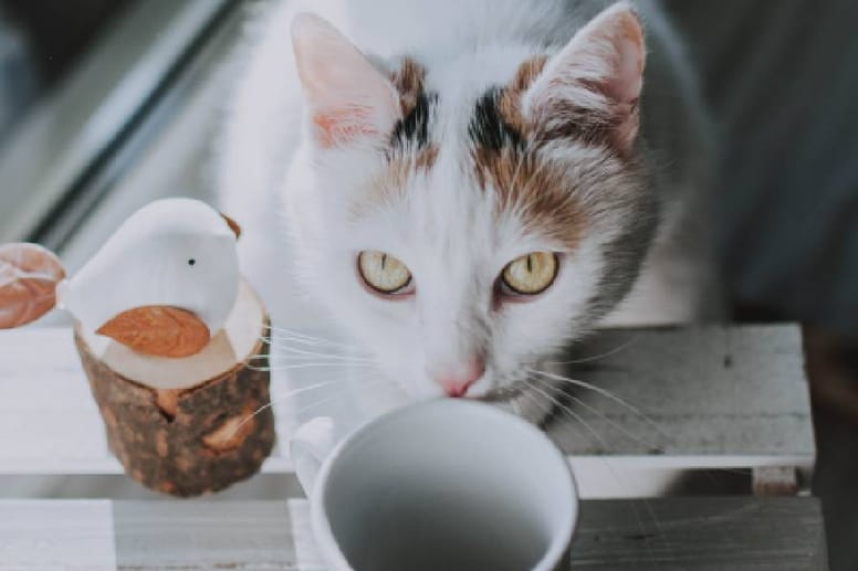 por qué se porta mal mi gato