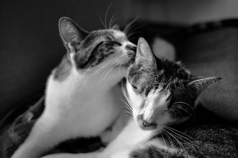 gato lamiendo cariño